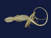 藏品(黃口攀蜥)的圖片